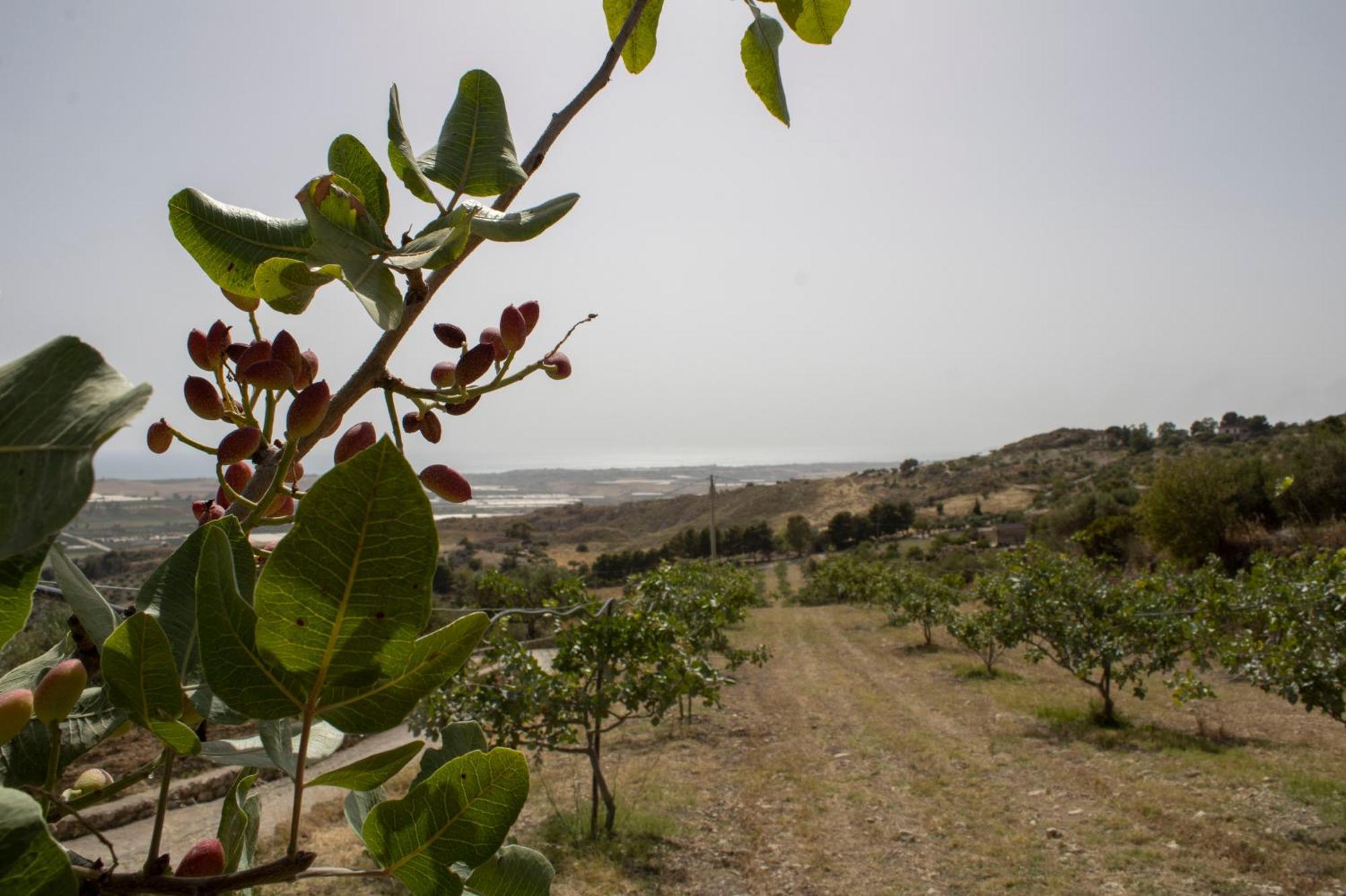 Agriturismo Bellajo - Ville Rustiche Con Piscina อากริเจนโต ภายนอก รูปภาพ